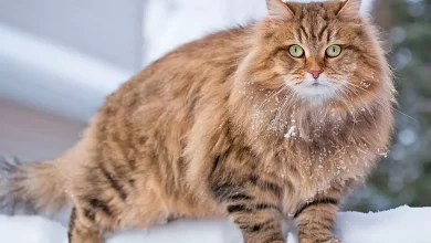 ejemplar de gato siberiano