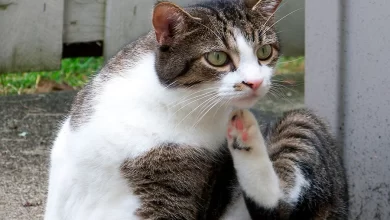 gato con pulgas se rasca