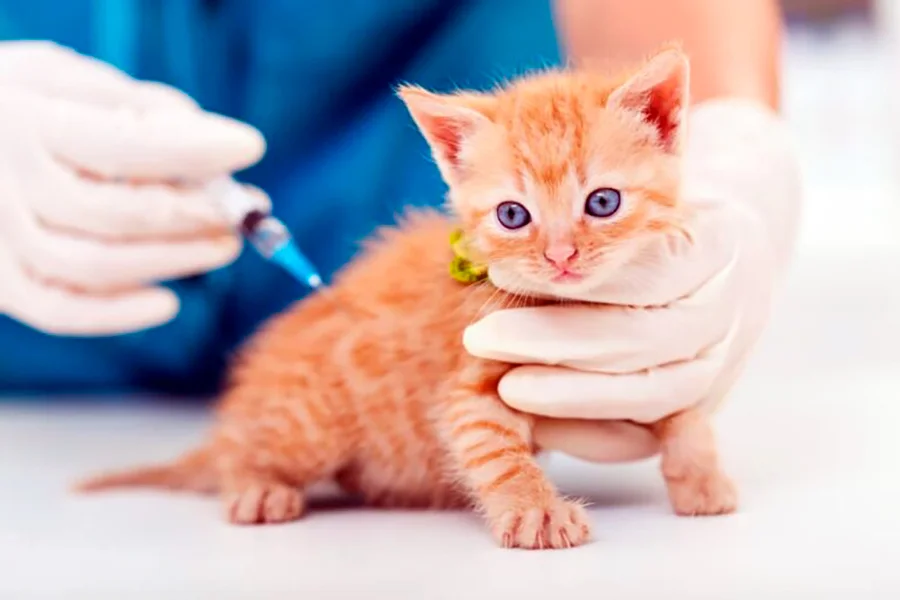 primera vacuna para un cachorro de gato