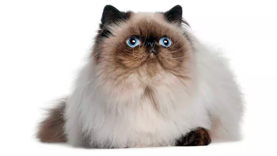 caracter del gato himalayo
