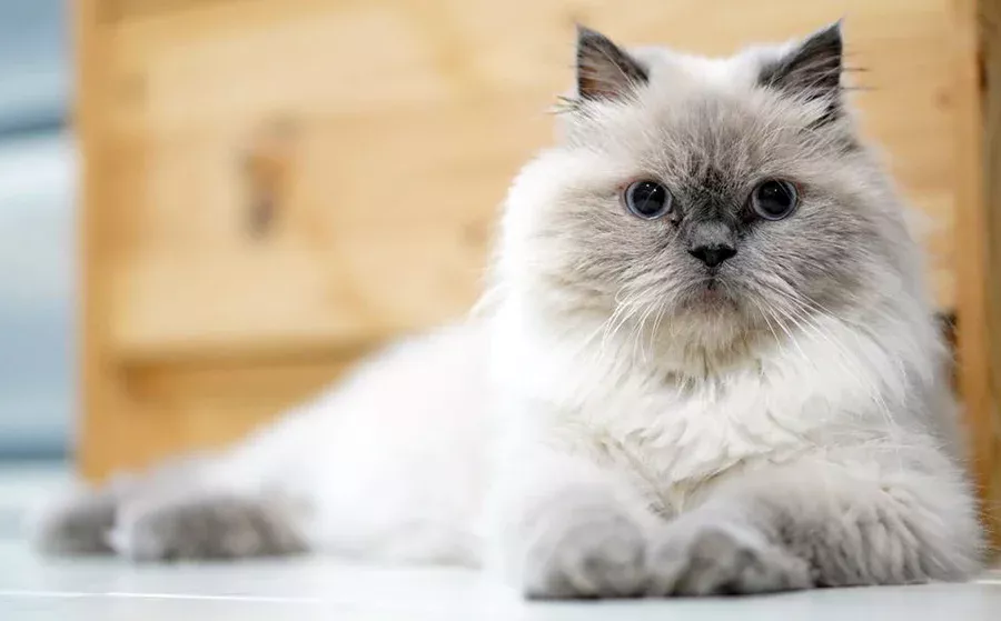 caracteristicas del gato himalayo