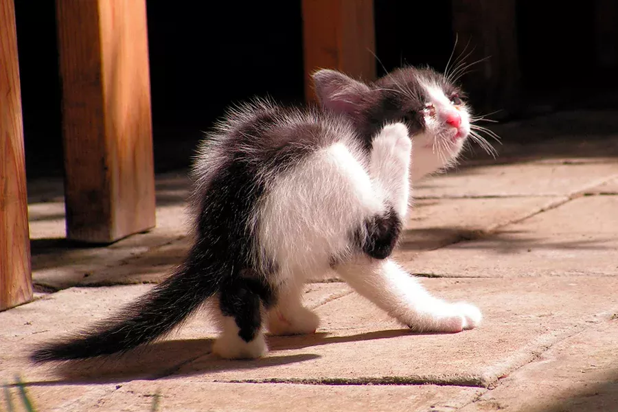 desparasitar a un gato desparasitar a un gato