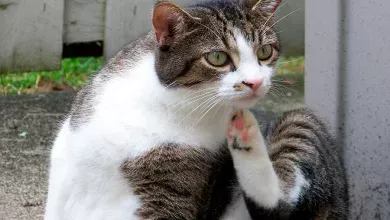 gato con pulgas se rasca